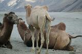 Leh Moto Tour 2009 074